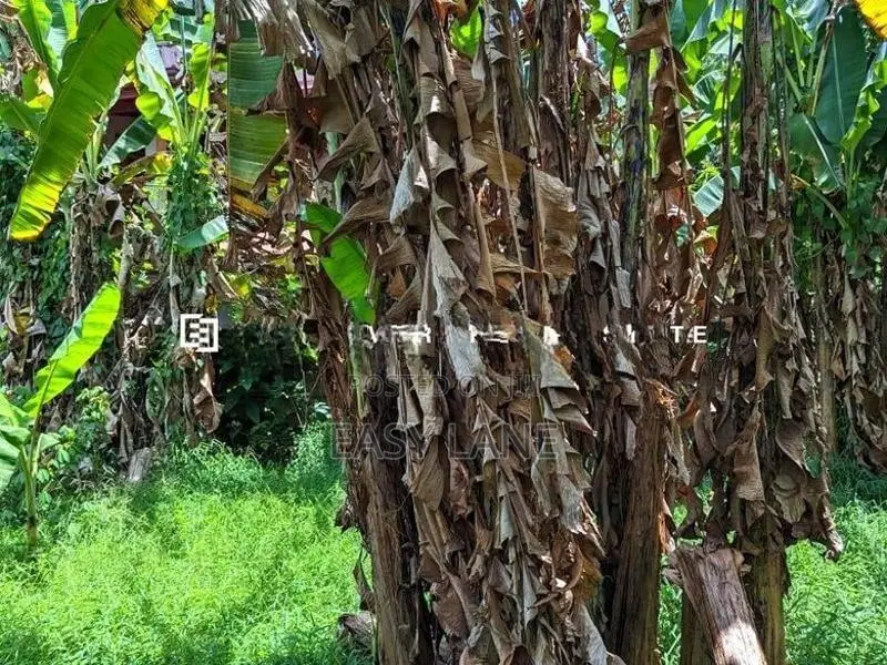 නිට්ටඹුව – මඩුවෙගෙදරින් වටිනා ඉඩමක්!