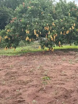 6-Acre Agricultural Land for Sale in Dambulla