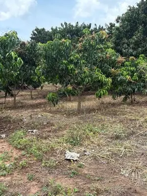 6-Acre Agricultural Land for Sale in Dambulla