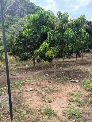 6-Acre Agricultural Land for Sale in Dambulla