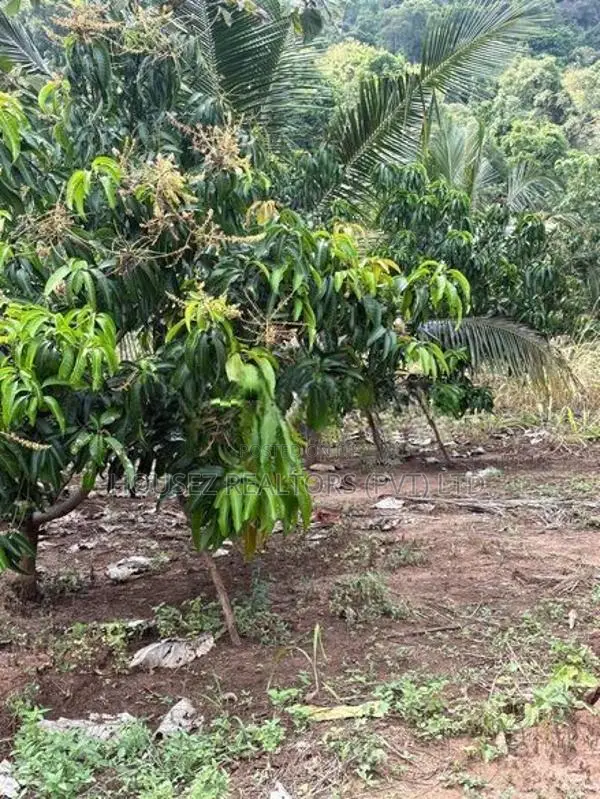 6-Acre Agricultural Land for Sale in Dambulla