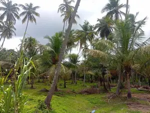 Land for Sale Kalugamuwa
