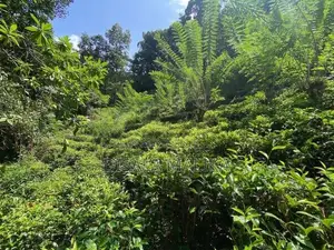 10 Acres Land for Sale Yatiyantota Polpitiya