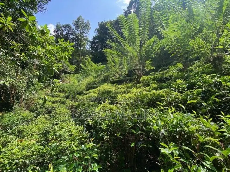 10 Acres Land for Sale Yatiyantota Polpitiya