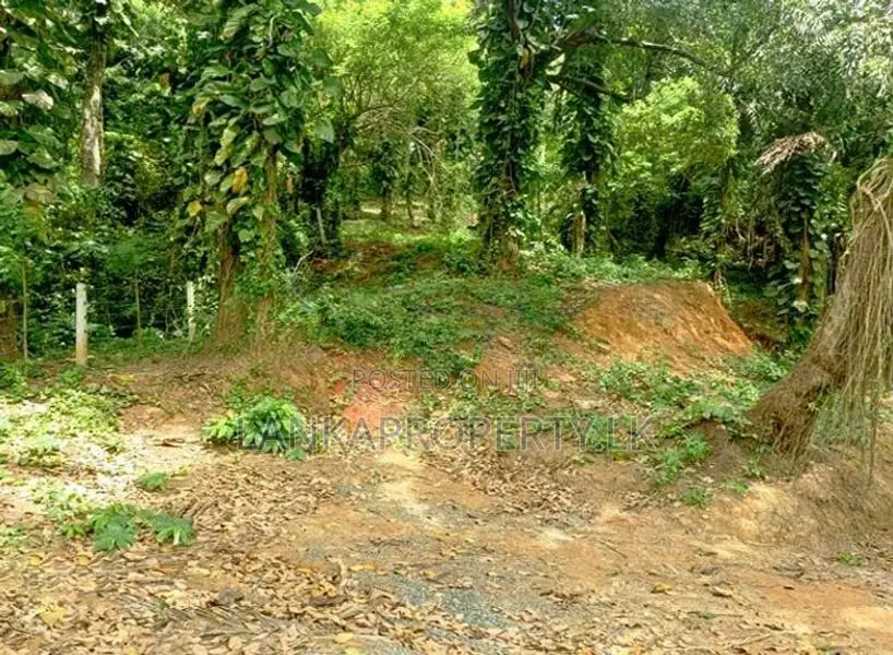 Valuable Residential Land for Sale in Mirissa
