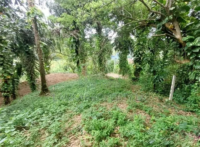 Valuable Residential Land for Sale in Mirissa