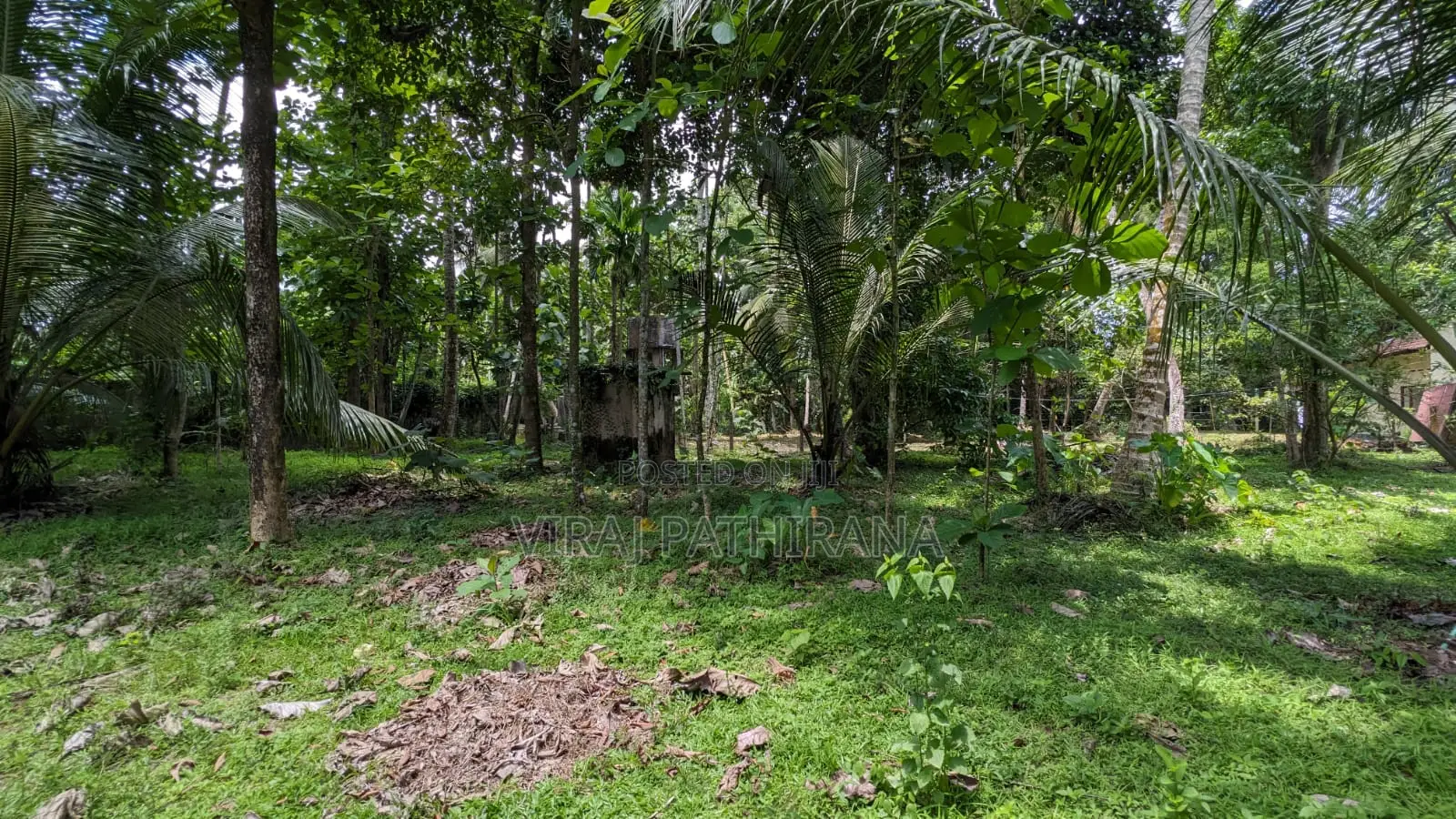 Coconut Land for Sale