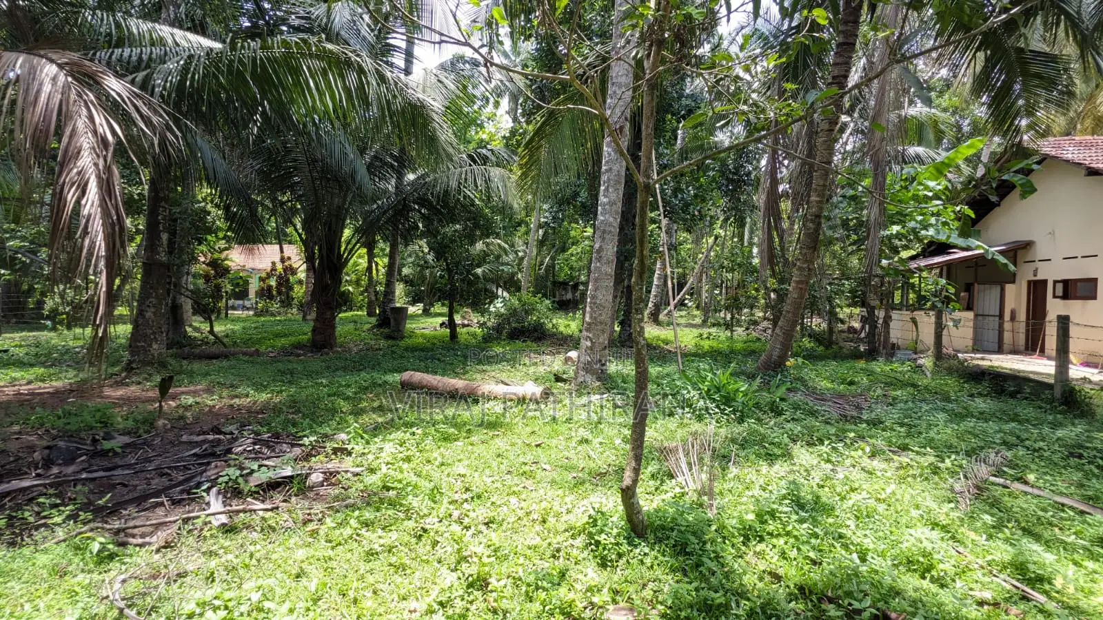 Coconut Land for Sale