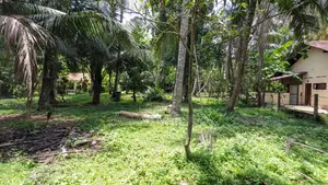 Coconut Land for Sale