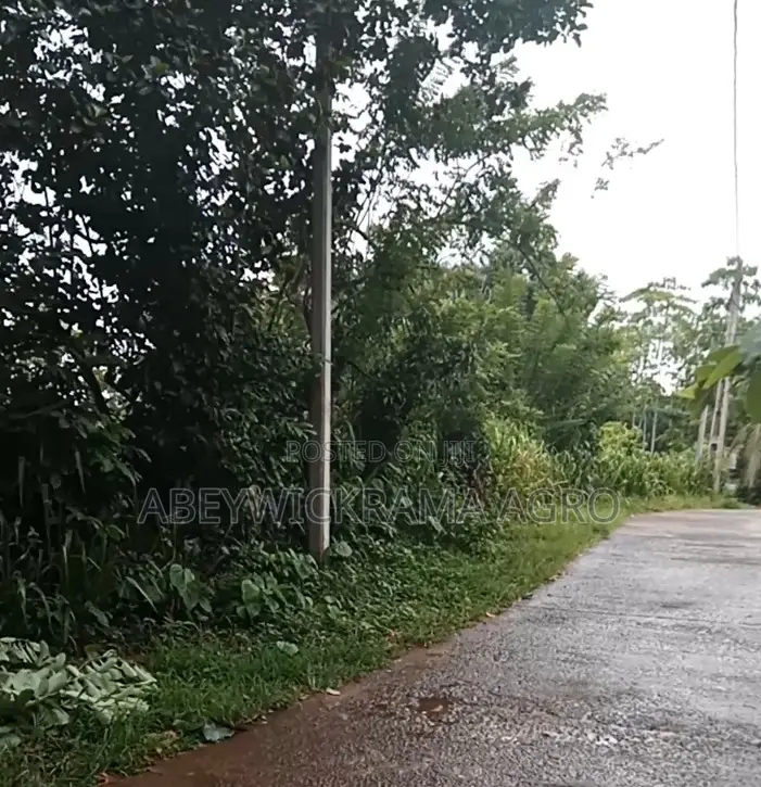 Land for Sale in Galle, Sri Lanka ( 1.5 Acre)