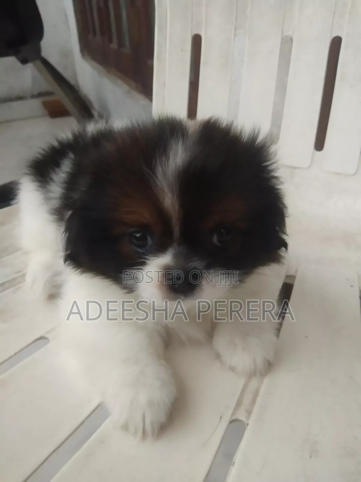 0-1 month Female Purebred Shih Tzu