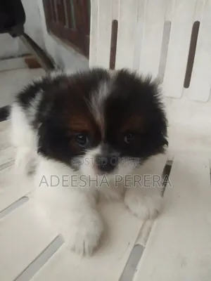 0-1 month Female Purebred Shih Tzu