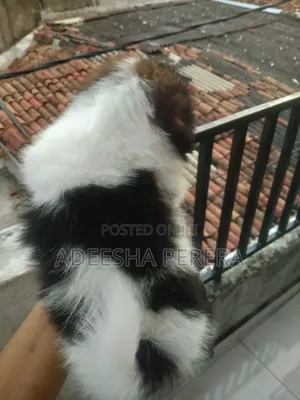 0-1 month Female Purebred Shih Tzu