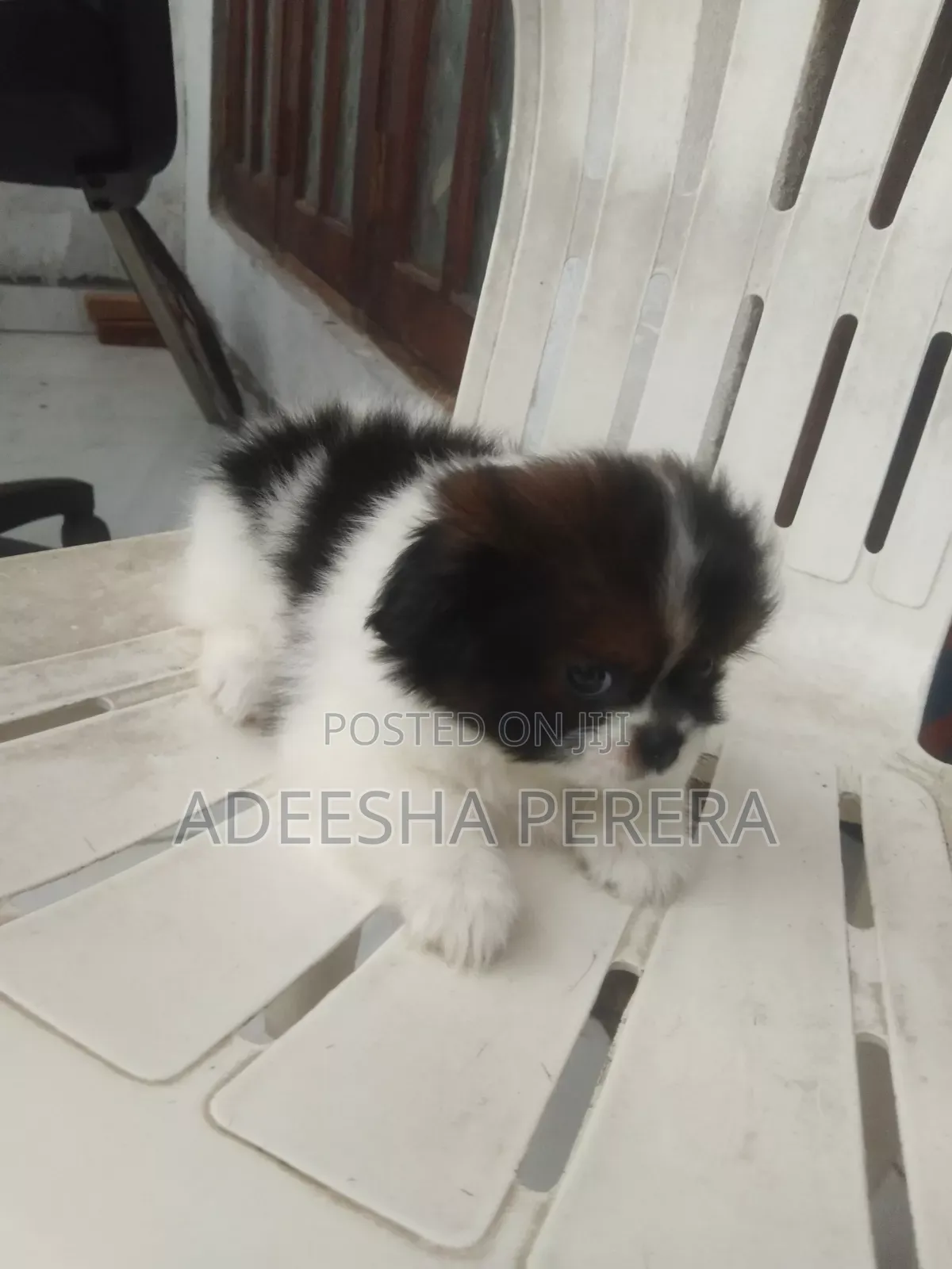 0-1 month Female Purebred Shih Tzu