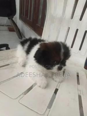 0-1 month Female Purebred Shih Tzu