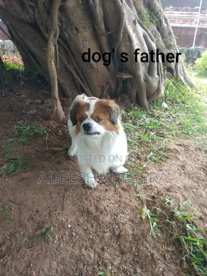 0-1 month Female Purebred Shih Tzu