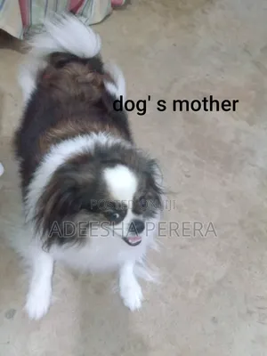 0-1 month Female Purebred Shih Tzu