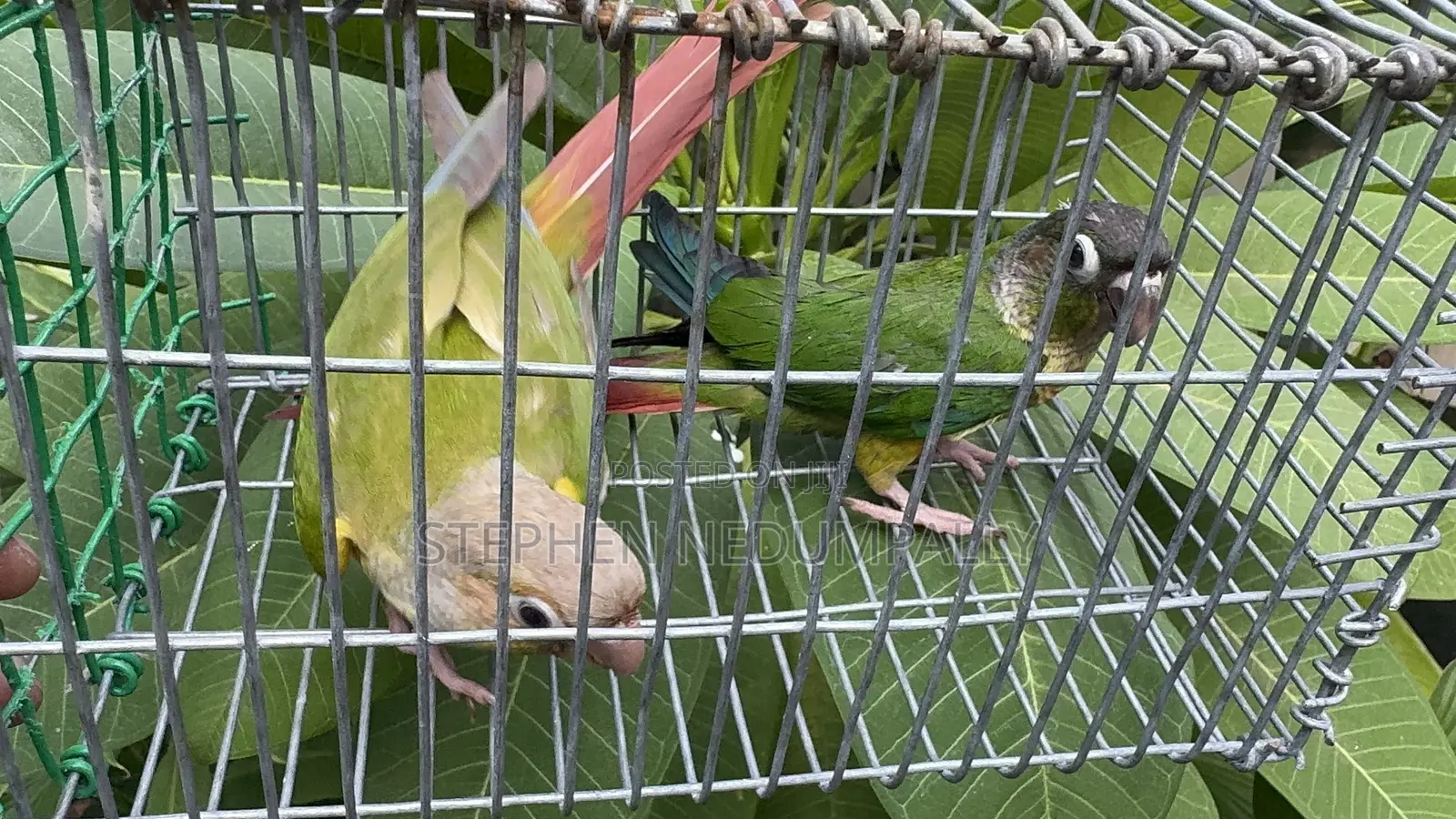 Pineapple Conure Breeding Pair