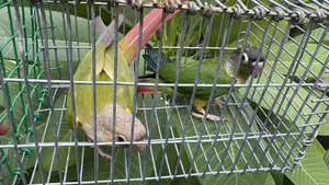 Pineapple Conure Breeding Pair