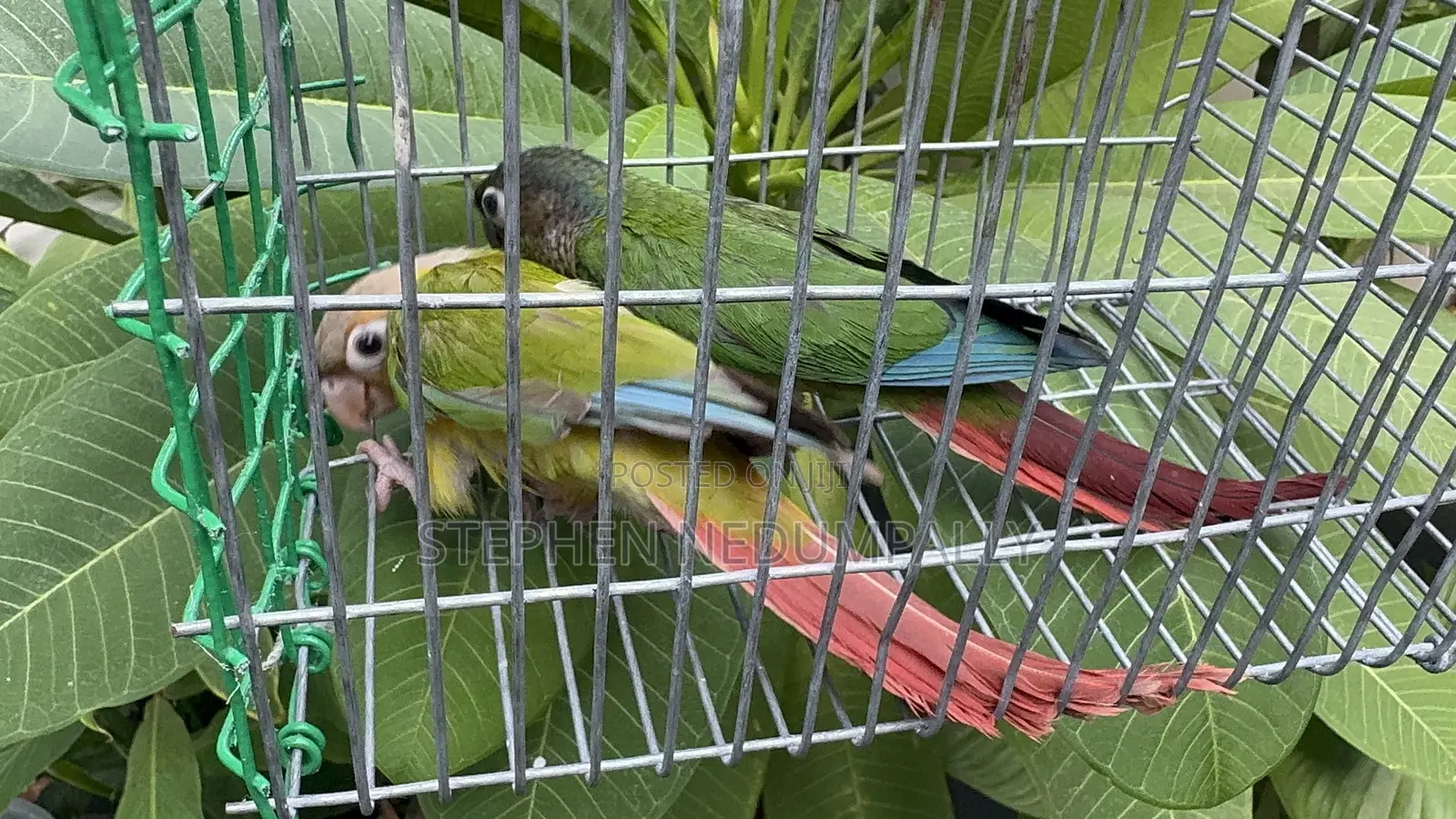 Pineapple Conure Breeding Pair