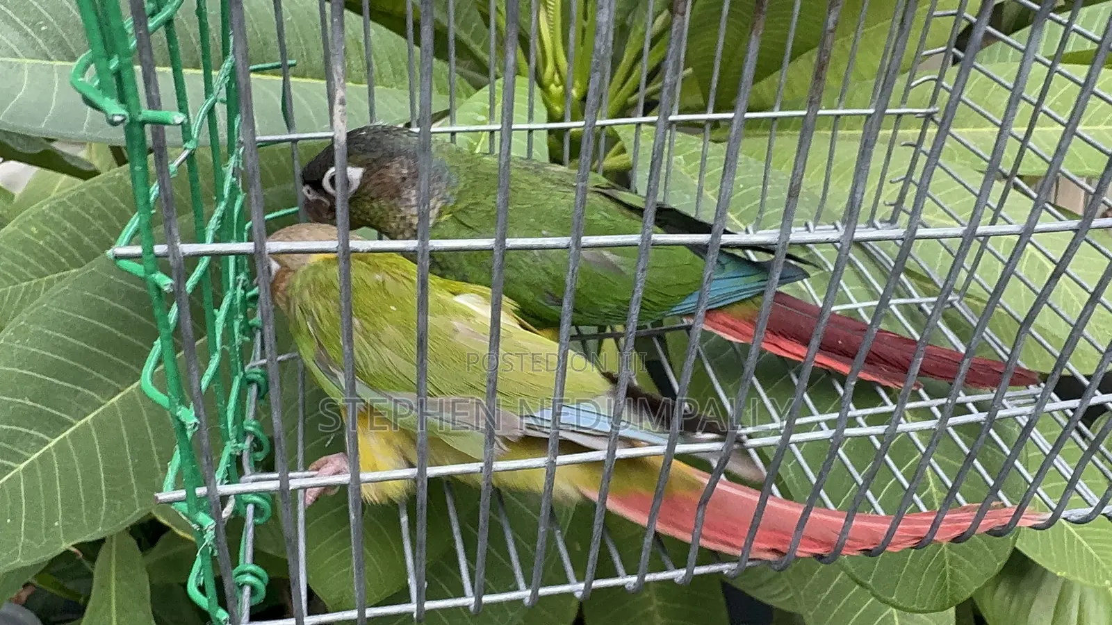 Pineapple Conure Breeding Pair