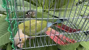 Pineapple Conure Breeding Pair
