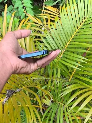Apple iPhone 12 Pro 256 (Used)