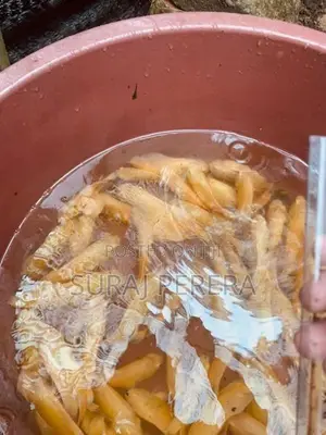 Oscar Fish