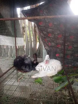 Rabbits
