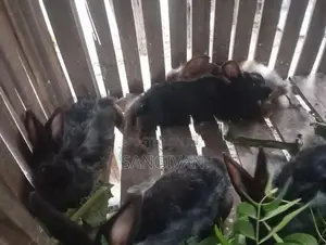 Rabbits