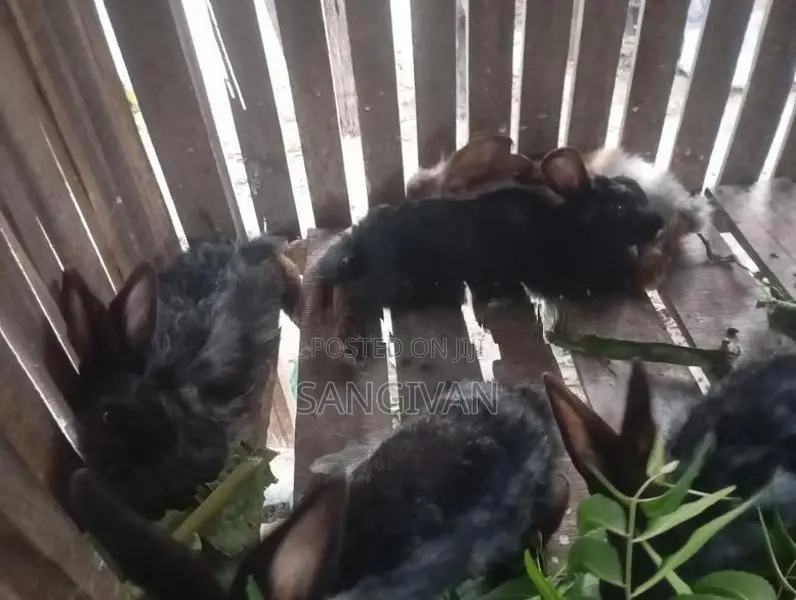 Rabbits