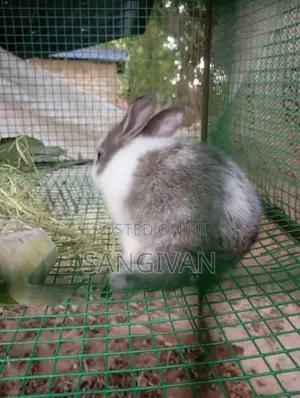 Rabbits