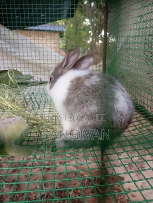 Rabbits