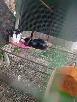 Rabbits