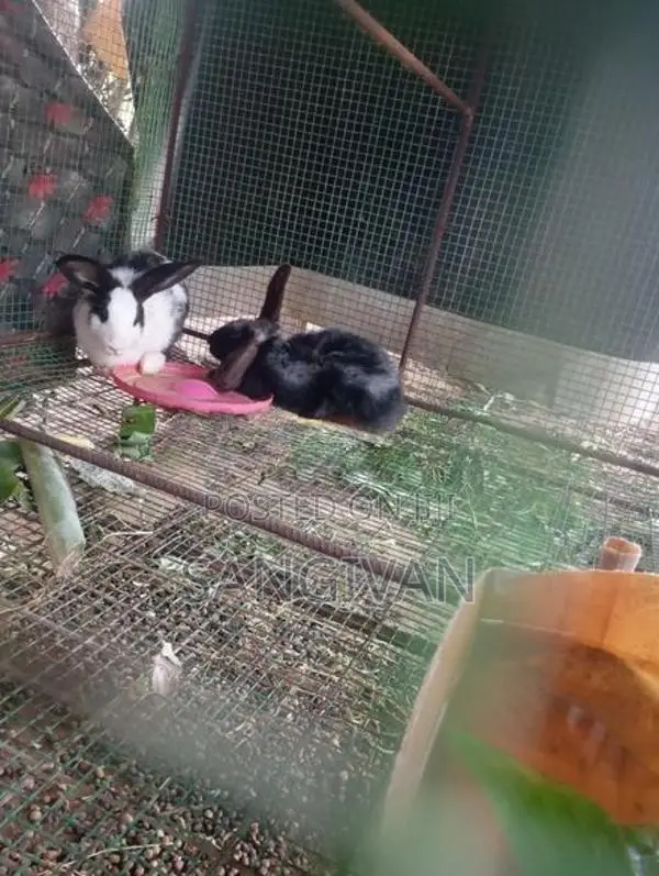 Rabbits