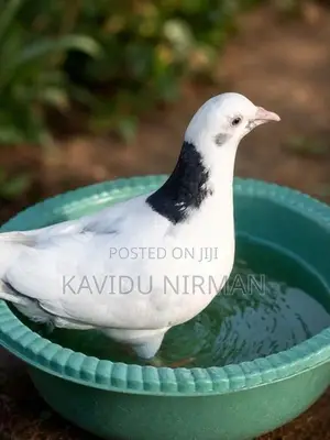 Pigeon