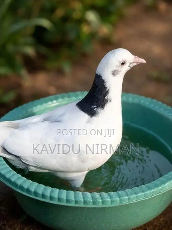 Pigeon