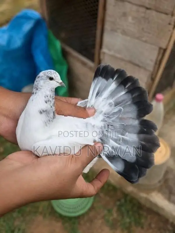 Pigeon