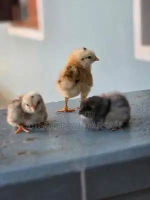 நாட்டுக்கோழிக் குஞ்சு