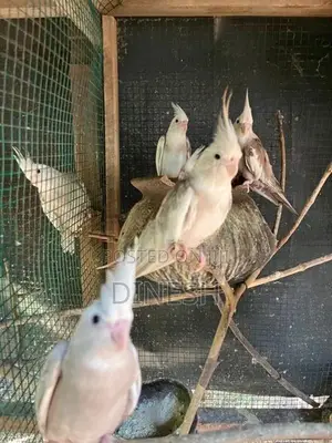 Cocktail Birds