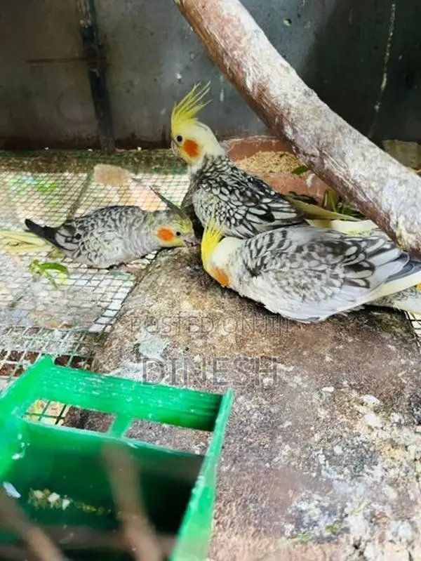 Cocktail Birds