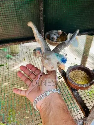 Cocktail Birds