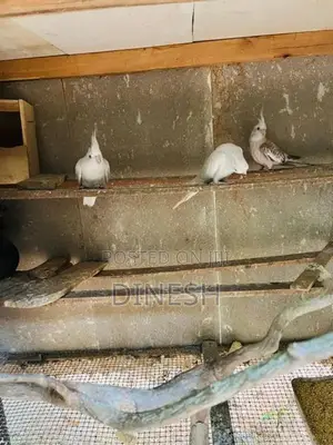 Cocktail Birds
