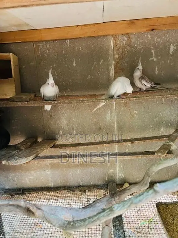 Cocktail Birds