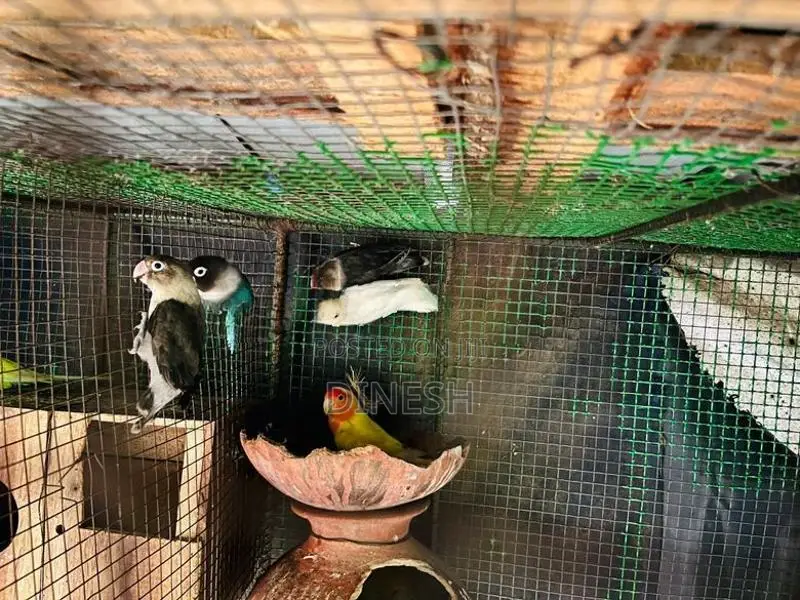 Cocktail Birds