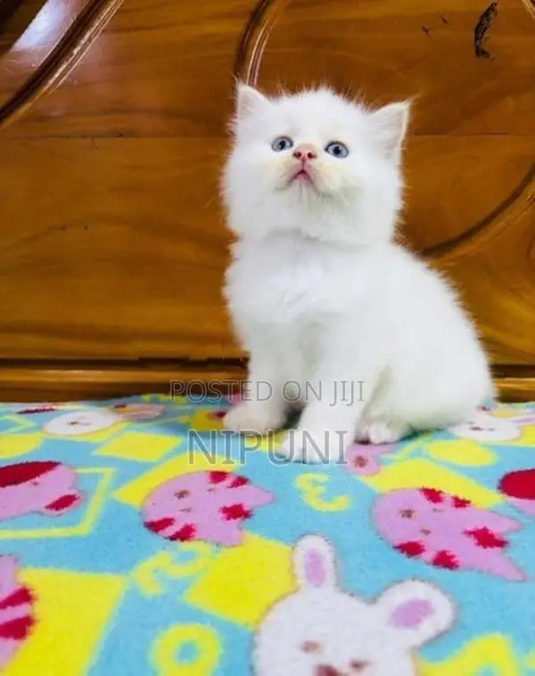 Persian Kittens