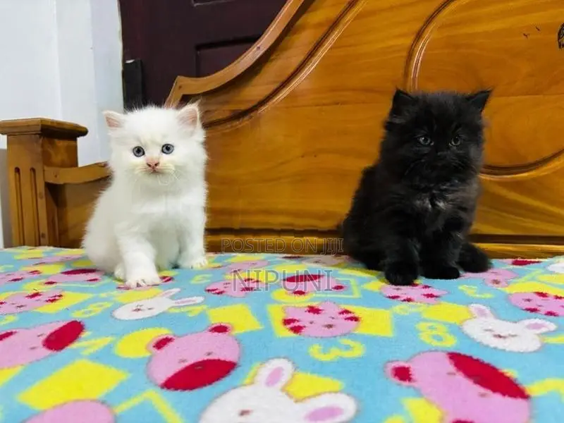 Persian Kittens