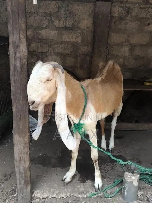 Farm Goat