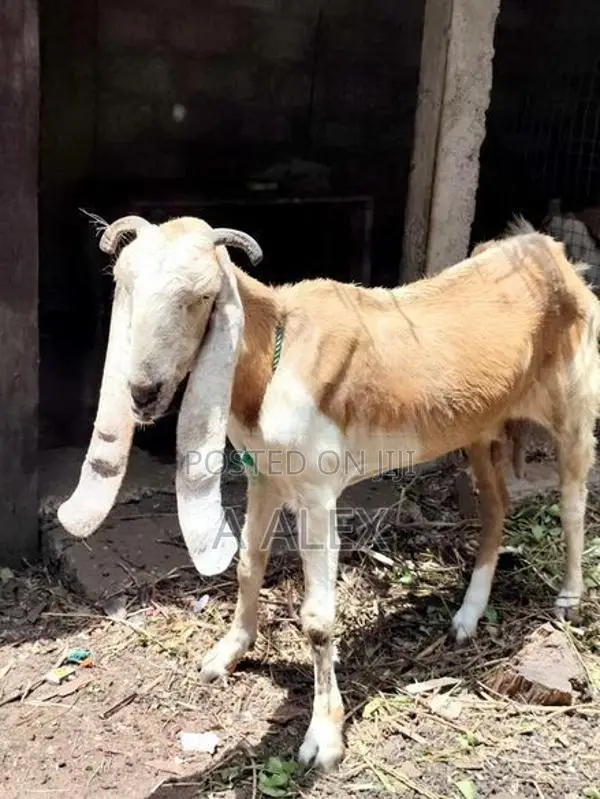 Farm Goat