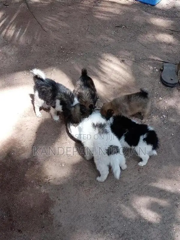 Lion Pommeriyan Puppies